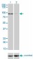 ZW10 Antibody (monoclonal) (M05)